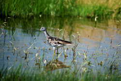 Experience the fascinating Greater Yellowlegs up close in the wilderness of Alaska