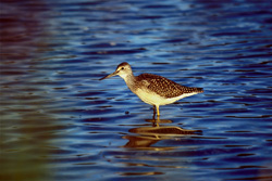 Greater Yellowlegs foraging in the wilderness of Katmai, Alaska