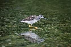 Fascinating shot of a Greater Yellowlegs in the picturesque wilderness of Alaska
