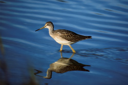 Fascinating Greater Yellowlegs in the clear waters of Naknek Lake in Katmai, Alaska