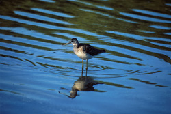 Fascinating Greater Yellowlegs admires his reflection in the great outdoors