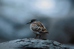 Gischtläufer