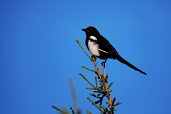 Cicogna dal collo nero