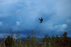 Impressive Bald Eagle in its natural habitat in Alaska