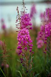 Fireweed on the Brooks River