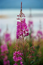 Photograph of Fireweed on the banks of the Brooks River in Alaska