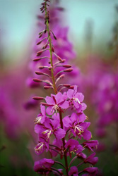 Épilobe en pleine floraison