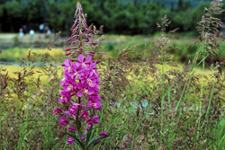Photography of Fireweed on the river bank