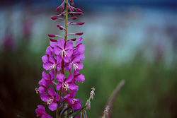 Fireweed at the Brooks River Shore