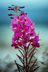 Fascinating Fireweed in the Wilderness of Alaska