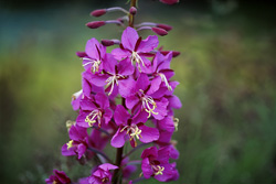 Flowering Fireweed in Alaska/Katmai