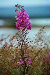 Narrow-leaved Willow Rose