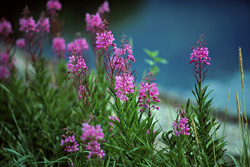 Captivating Fireweed in the Wilderness of Alaska