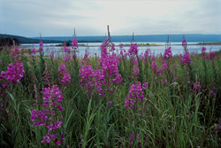 Discover the Fascinating Fireweed at the Brooks River