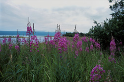 Blumen & Pflanzen