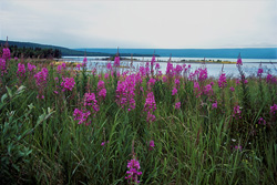Captivating fireweed blossoms along the Brooks River in Alaska
