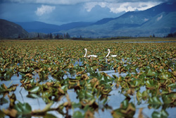 Trumpeter Swan