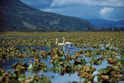 Fascinating Trumpeter swans in a natural habitat