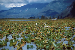 Entdecken Sie die faszinierende Welt der Trompeter-Schwäne in Alaska