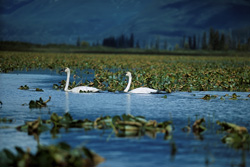 Majestic trumpeter swans - Elegance in the wilderness of Alaska