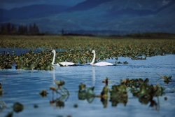 Majestic trumpeter swans in an idyllic lake in Alaska