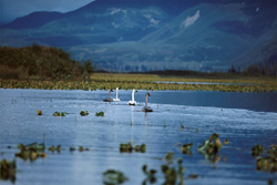 Discover the majestic Trumpeter Swan Family at Cook Inlet in Alaska