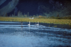 Majestätische Trompeter-Schwäne in einem versteckten See in Alaska