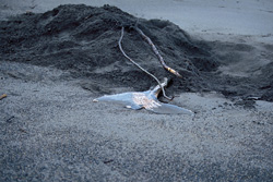 Grizzly bear burying Beluga at Cook Inlet in Alaska