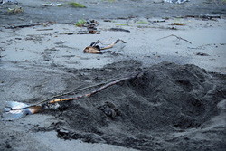 Captivating scene: Grizzly bear burying Beluga at Cook Inlet