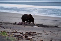 Captivating Grizzly Bear Spotted at Beluga Depot in Alaska