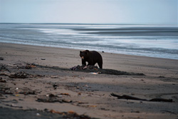 Fascinating Grizzly Bear at Beluga Depot in Alaska