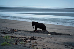 Majestic Grizzly bear burying Beluga on the shores of Cook Inlet