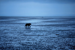 Grizzlybären