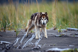 An impressive wolf dog explores the beach of Cook Inlet in Alaska