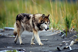 Experience the fascinating Wolf Dog from Cook Inlet in Alaska