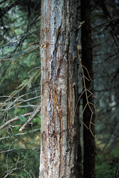 Impressive bear claws tracking on a tree in the wilderness of Alaska