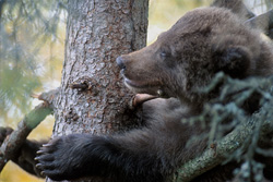 Young bear safe on tree at Brooks River in Alaska