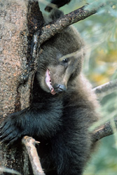 Mother brown bear catches salmon at Brooks River, while the little bear gazes at the surroundings from the tree