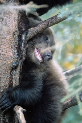 Idyllic scene: Little Brown Bear on tree watches Mom fishing for salmon