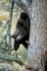 Mother brown bear watches at the waterfall, while the young bear observes safely from the tree