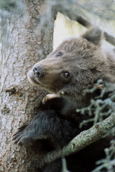 Little brown bear safe on the tree: Anxious, yet curious