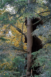 Interested the little brown bears watch their mother at the waterfall