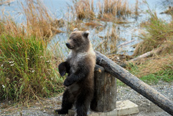 The young brown bear standing erect at the barrier - a vigilant guardian in the wilderness of Alaska