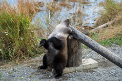 Relaxed little Brown Bear at the Turnpike in Brooks Camp, Alaska