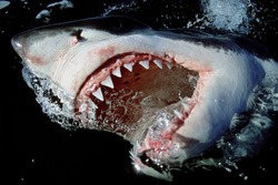 Fascinating shots of the Great White Shark off the coast of South Africa
