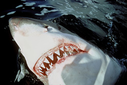 The imposing jaws of the Great White Shark in action