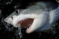 Impressive Great White Shark with its sharp teeth and powerful jaws off the coast of South Africa