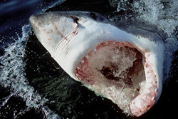 Majestic Great White Shark with Open Mouth and Ampullae of Lorenzini at the Water Surface