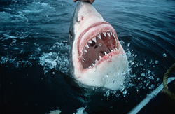 Menacing Great White Shark emerges vertically with razor-sharp teeth