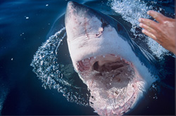 A deep look into the throat of the impressive Great White Shark off the coast of South Africa